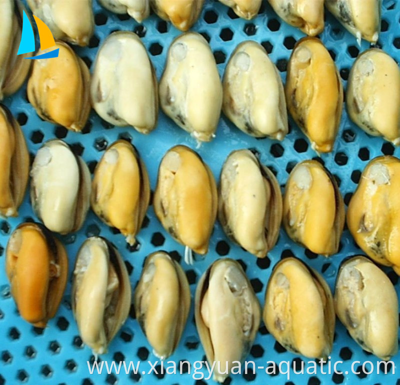 Chinese Factory Frozen cooked | boiled HACCP ISO mussel meat